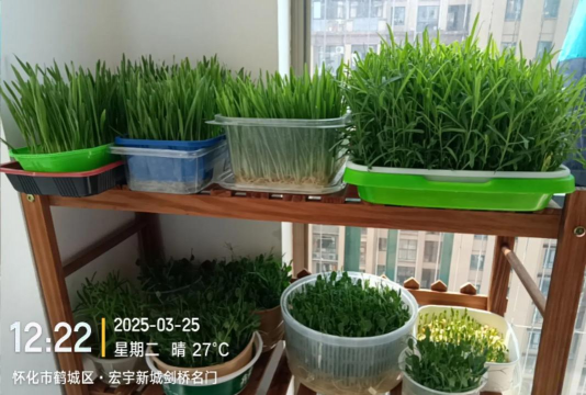 无土栽培芽苗菜,操作简单易上手,家庭种植好选择 无土栽培芽苗菜,操作简单易上手,家庭种植好选择