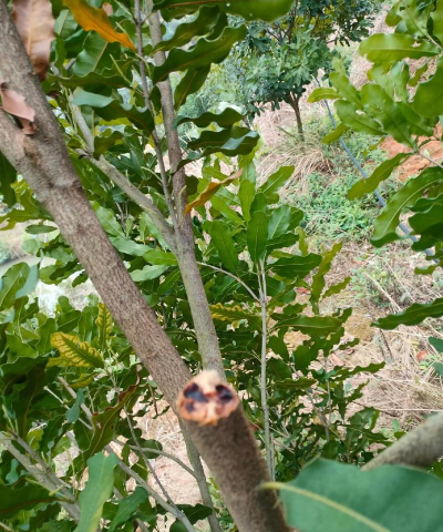 白蜡树钻心虫防治,识别虫害特征,掌握有效方法 白蜡树钻心虫防治,识别虫害特征,掌握有效方法