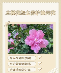 木槿花夏天怎么养,避开高温暴晒,掌握浇水技巧 木槿花夏天怎么养,避开高温暴晒,掌握浇水技巧