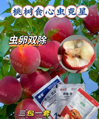 石榴树钻心虫,防治方法详解,避免果实受损 石榴树钻心虫,防治方法详解,避免果实受损