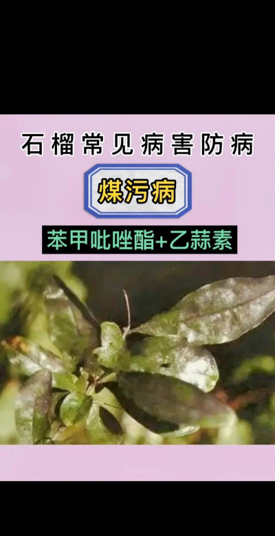 石榴树如何防治黄叶病害,找准原因,对症下药 石榴树如何防治黄叶病害,找准原因,对症下药