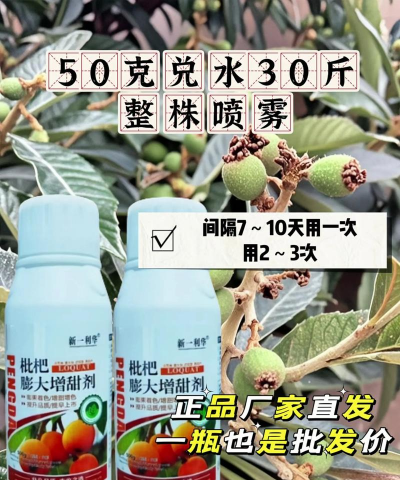 白枇杷树病虫害防治技术,识别常见问题,掌握应对方法 白枇杷树病虫害防治技术,识别常见问题,掌握应对方法