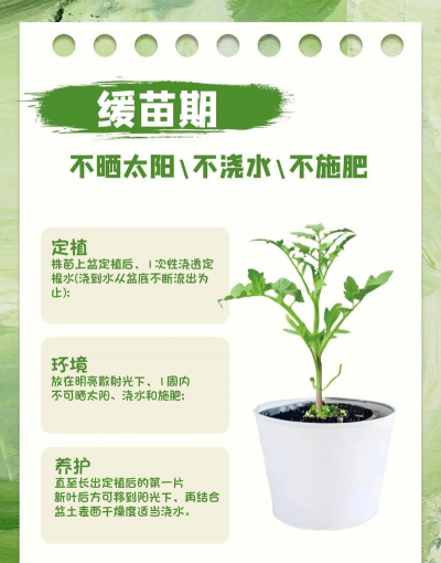 西红柿栽培方法,新手入门指南,轻松收获果实 西红柿栽培方法,新手入门指南,轻松收获果实