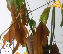 发财树生虫怎么防治图片,常见虫害识别,实用防治方法 发财树生虫怎么防治图片,常见虫害识别,实用防治方法