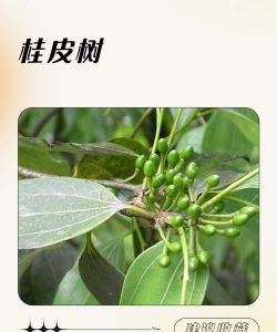 桂皮树生虫怎么防治好,常见虫害识别,有效防治方法 桂皮树生虫怎么防治好,常见虫害识别,有效防治方法