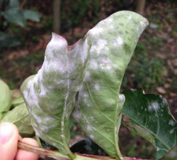 水果山楂树白粉病防治,识别早期症状,掌握有效方法 水果山楂树白粉病防治,识别早期症状,掌握有效方法