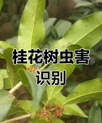 桂皮树生虫怎么防治最好,识别虫害类型,采取有效方法 桂皮树生虫怎么防治最好,识别虫害类型,采取有效方法