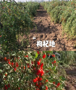 枸杞栽培技术,掌握关键步骤,轻松收获果实 枸杞栽培技术,掌握关键步骤,轻松收获果实