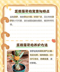 波萝顶花怎么养,简单几步,轻松变盆栽 波萝顶花怎么养,简单几步,轻松变盆栽