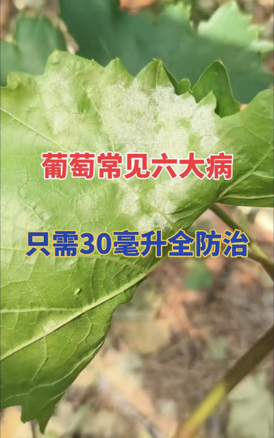 葡萄树树心虫病防治,识别症状,科学用药 葡萄树树心虫病防治,识别症状,科学用药