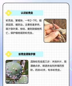 山楂树球坚蚧的防治,识别虫害特征,掌握关键方法 山楂树球坚蚧的防治,识别虫害特征,掌握关键方法