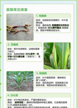 玉米树怎么防治病虫害,常见问题解析,实用方法分享 玉米树怎么防治病虫害,常见问题解析,实用方法分享
