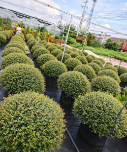 冬青树病虫害及其防治,常见问题识别,有效应对方法 冬青树病虫害及其防治,常见问题识别,有效应对方法