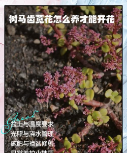 树马齿苋花怎么养,掌握关键技巧,轻松爆盆开花 树马齿苋花怎么养,掌握关键技巧,轻松爆盆开花