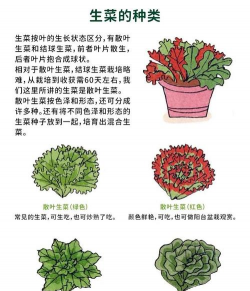 生菜栽培技术,轻松上手,家庭种植指南 生菜栽培技术,轻松上手,家庭种植指南