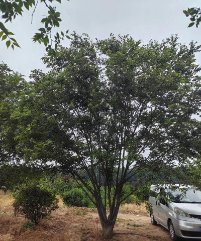 榉树日常病虫害与防治,识别常见问题,掌握应对方法 榉树日常病虫害与防治,识别常见问题,掌握应对方法