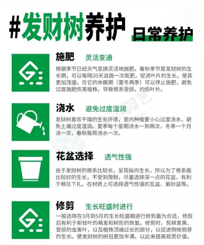 发财树的栽培,选对方法,轻松养活 发财树的栽培,选对方法,轻松养活
