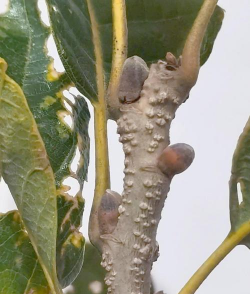 板栗树5月份病虫防治,关键措施,实用方法 板栗树5月份病虫防治,关键措施,实用方法