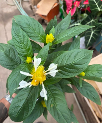 盆栽黄金宝塔花怎么养,掌握关键技巧,轻松养出好状态 盆栽黄金宝塔花怎么养,掌握关键技巧,轻松养出好状态