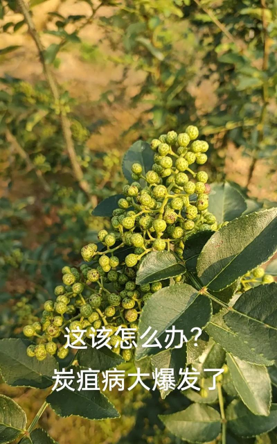 花椒树秋冬季病虫害防治,识别常见问题,掌握关键方法 花椒树秋冬季病虫害防治,识别常见问题,掌握关键方法