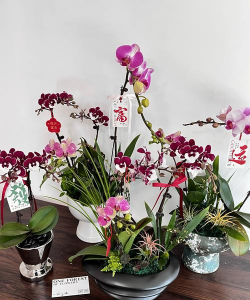 景上添花的植物怎么养,掌握关键技巧,轻松提升观赏效果 景上添花的植物怎么养,掌握关键技巧,轻松提升观赏效果