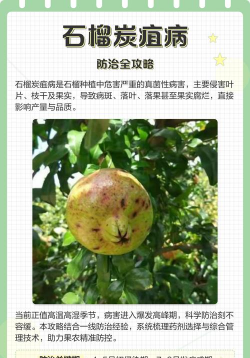 石榴树烂果怎样防治病虫,找准原因,对症下药 石榴树烂果怎样防治病虫,找准原因,对症下药