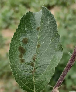 树分泌的激素防治病虫害,了解天然机制,掌握应用方法 树分泌的激素防治病虫害,了解天然机制,掌握应用方法