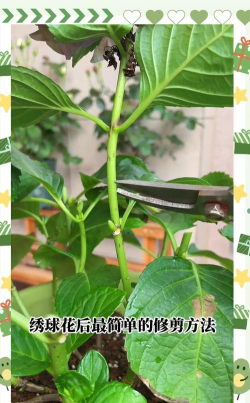 剪了的绣球花怎么水养,延长花期技巧,新手也能轻松学会 剪了的绣球花怎么水养,延长花期技巧,新手也能轻松学会
