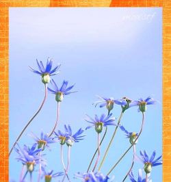 蓝色玛格丽特花怎么养,掌握浇水技巧,轻松爆盆开花 蓝色玛格丽特花怎么养,掌握浇水技巧,轻松爆盆开花