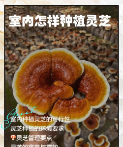 灵芝怎么栽培,掌握关键步骤,轻松收获高品质 灵芝怎么栽培,掌握关键步骤,轻松收获高品质