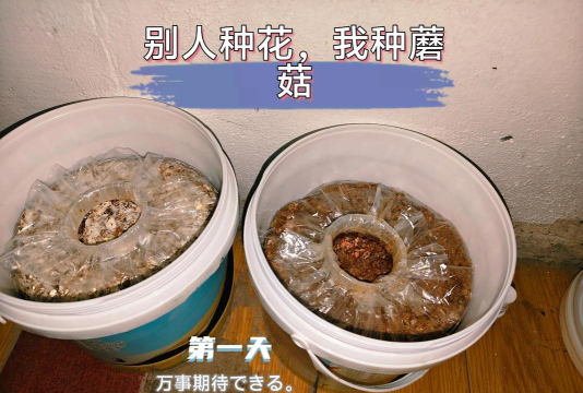 neo菇菇栽培,新手入门指南,轻松上手技巧 neo菇菇栽培,新手入门指南,轻松上手技巧