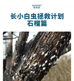 石榴树有白虫点怎么防治,识别虫害类型,掌握有效方法 石榴树有白虫点怎么防治,识别虫害类型,掌握有效方法