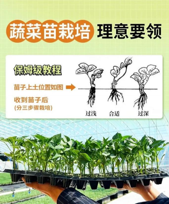 无土栽培视频教程,新手入门指南,轻松掌握技巧 无土栽培视频教程,新手入门指南,轻松掌握技巧