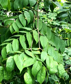 复羽叶栾树病虫害防治,识别常见问题,掌握应对方法 复羽叶栾树病虫害防治,识别常见问题,掌握应对方法