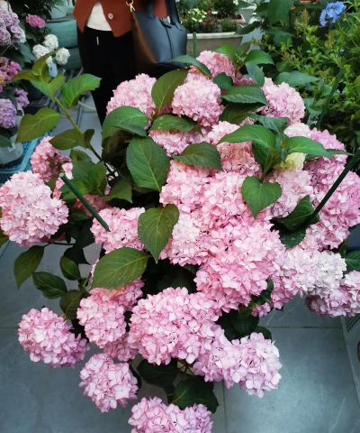 塞布丽娜绣球花怎么养,掌握关键技巧,轻松爆花 塞布丽娜绣球花怎么养,掌握关键技巧,轻松爆花