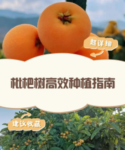 枇杷栽培技术,掌握关键步骤,轻松收获果实 枇杷栽培技术,掌握关键步骤,轻松收获果实