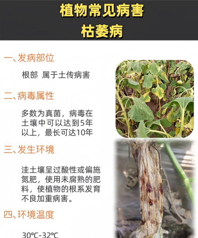 树的枯萎病的症状及防治,识别早期迹象,掌握有效方法 树的枯萎病的症状及防治,识别早期迹象,掌握有效方法
