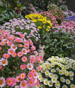 玛格丽特花怎么养暴盆,掌握关键技巧,轻松实现花团锦簇 玛格丽特花怎么养暴盆,掌握关键技巧,轻松实现花团锦簇