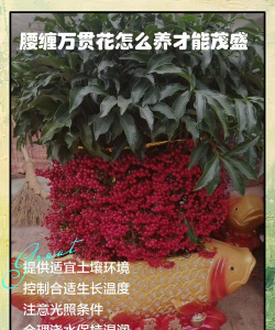 腰缠万贯花怎么养才好,掌握关键技巧,轻松爆盆有妙招 腰缠万贯花怎么养才好,掌握关键技巧,轻松爆盆有妙招