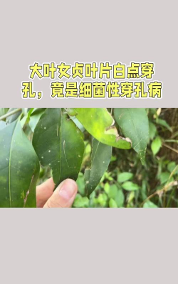 大叶女贞树的病虫害防治,常见问题解析,实用应对方法 大叶女贞树的病虫害防治,常见问题解析,实用应对方法
