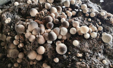 草菇栽培技术,掌握关键步骤,轻松实现高产 草菇栽培技术,掌握关键步骤,轻松实现高产