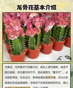 骨碎补花怎么养,掌握关键技巧,轻松养护不费力 骨碎补花怎么养,掌握关键技巧,轻松养护不费力