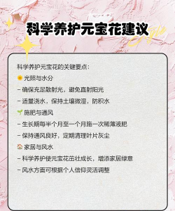 花元宝怎么养,新手入门指南,轻松掌握技巧 花元宝怎么养,新手入门指南,轻松掌握技巧