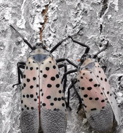 葡萄树斑衣蜡蝉怎么防治,识别虫害特征,掌握有效方法 葡萄树斑衣蜡蝉怎么防治,识别虫害特征,掌握有效方法