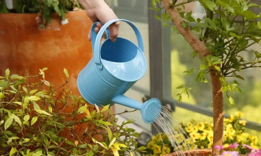 高温花怎么养,掌握浇水技巧,轻松应对炎热天气 高温花怎么养,掌握浇水技巧,轻松应对炎热天气