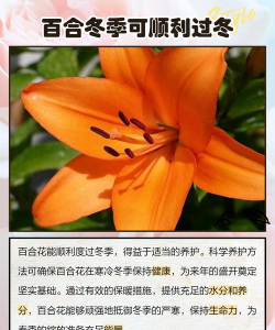 花怎么养冬天,防冻保暖技巧,轻松过冬指南 花怎么养冬天,防冻保暖技巧,轻松过冬指南