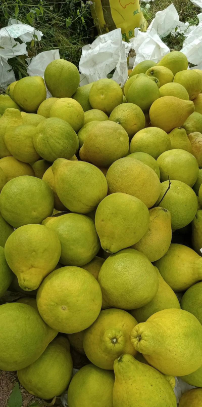 沙田柚树怎么防治病虫害,常见问题解析,实用方法分享 沙田柚树怎么防治病虫害,常见问题解析,实用方法分享