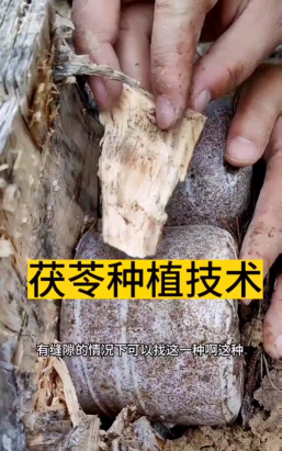 茯苓栽培技术,掌握关键步骤,轻松实现高产 茯苓栽培技术,掌握关键步骤,轻松实现高产
