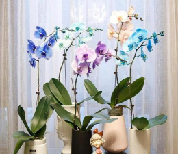 染色花怎么养,掌握关键技巧,轻松养护不费力 染色花怎么养,掌握关键技巧,轻松养护不费力