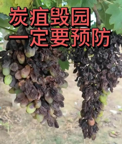 葡萄树四月份病虫害防治,抓住关键时期,确保健康生长 葡萄树四月份病虫害防治,抓住关键时期,确保健康生长